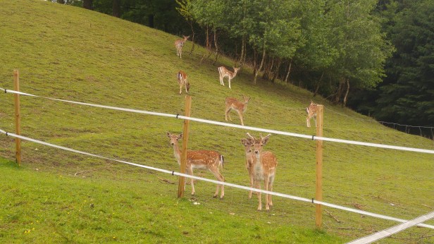 Fowns on our way back home_2016